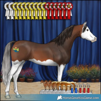 Horse Color:Bay Splash 