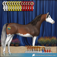 Horse Color:Bay Splash