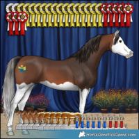 Horse Color:Bay Splash 