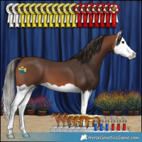Horse Color:Bay Splash 