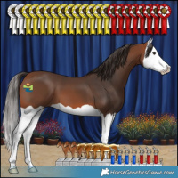 Horse Color:Bay Splash 
