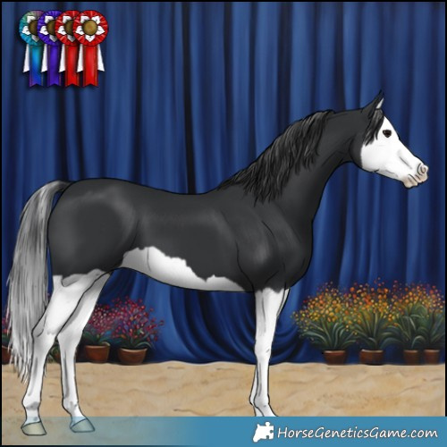Horse Color:Black Splash 