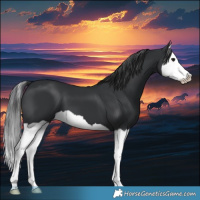 Horse Color:Black Splash 