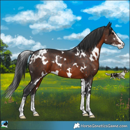 Horse Color:White Spotted Brown Mushroom Sabino