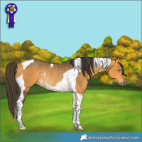 Horse Color:Buckskin Tobiano Rabicano 