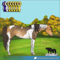 Horse Color:Buckskin Tobiano Rabicano