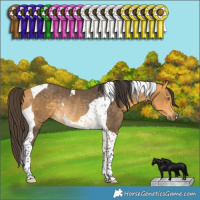 Horse Color:Buckskin Tobiano Rabicano 