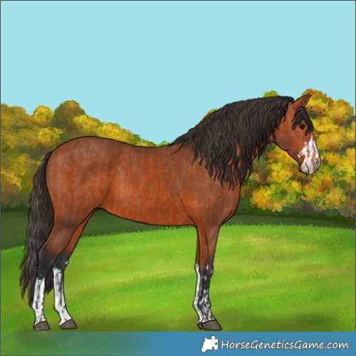 Horse Color:Bay  and Bay 