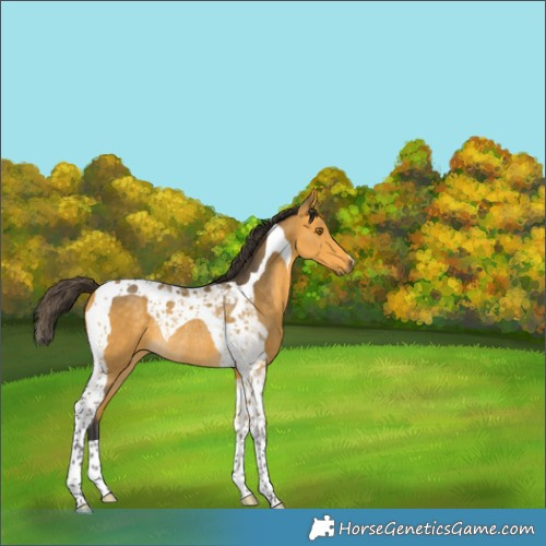 Horse Color:Buckskin Tobiano Rabicano 