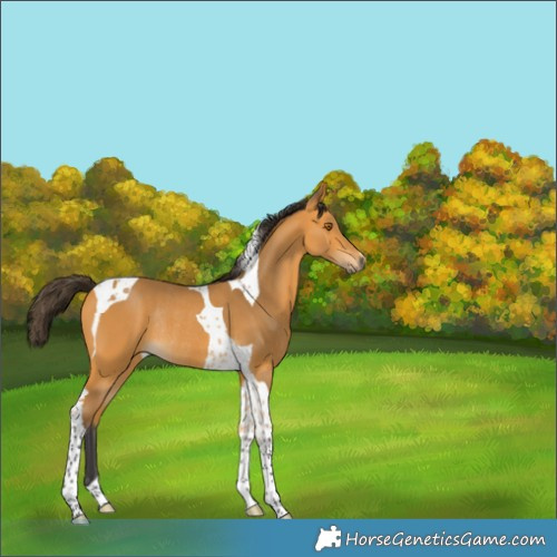 Horse Color:Buckskin Tobiano Rabicano