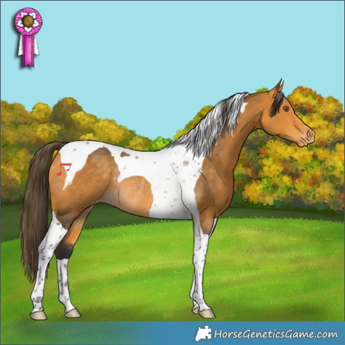 Horse Color:Buckskin Tobiano Varnish Rabicano 