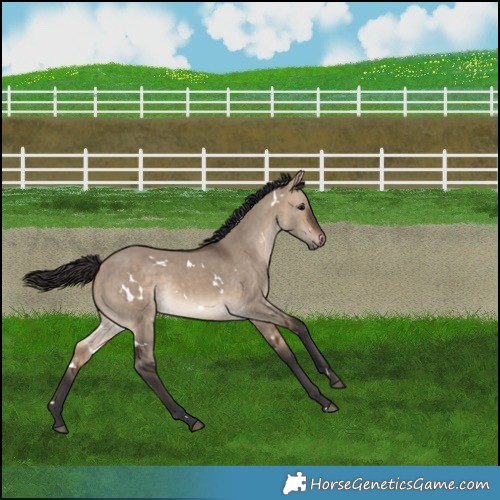 Horse Color:White Spotted Bay Dun 