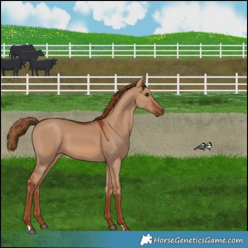 Horse Color:Red Dun 