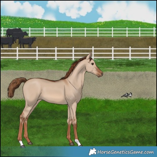 Horse Color:Red Dun 