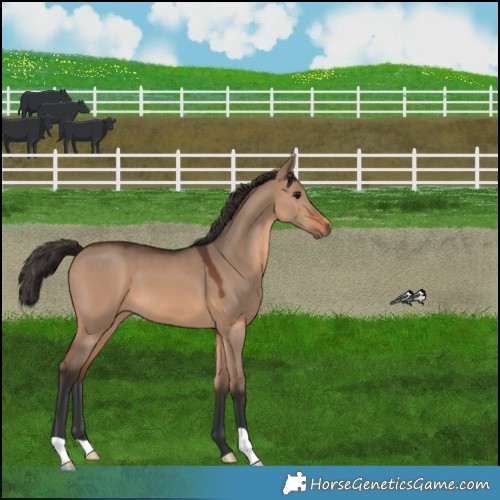Horse Color:Brown Dun 