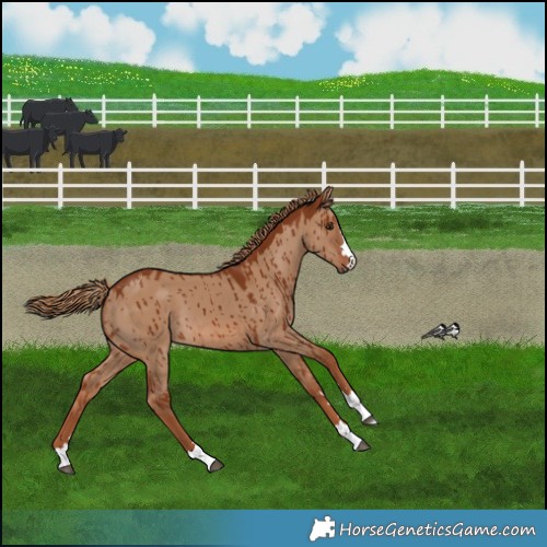 Horse Color:Red Dun Brindle 