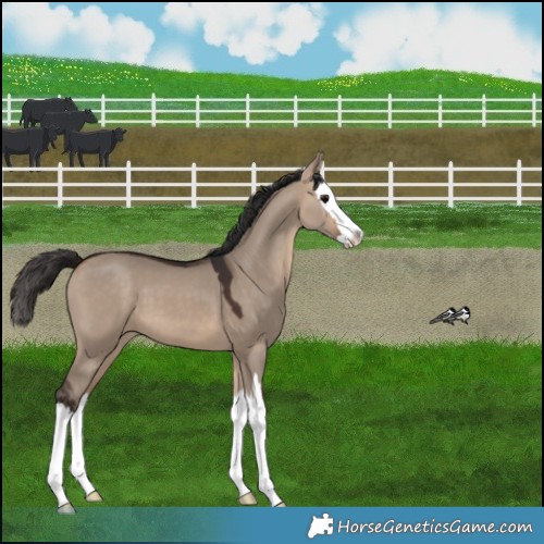 Horse Color:Bay Dun Splash 