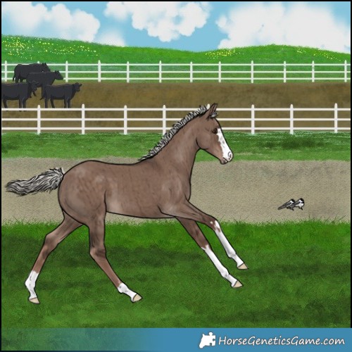 Horse Color:Liver Red Dun Mushroom Brindle 
