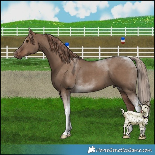Horse Color:Liver Red Dun Tobiano 