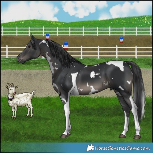 Horse Color:White Spotted Black Tobiano 