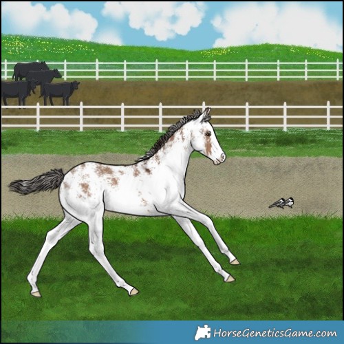 Horse Color:White Spotted Liver Red Dun Splash 