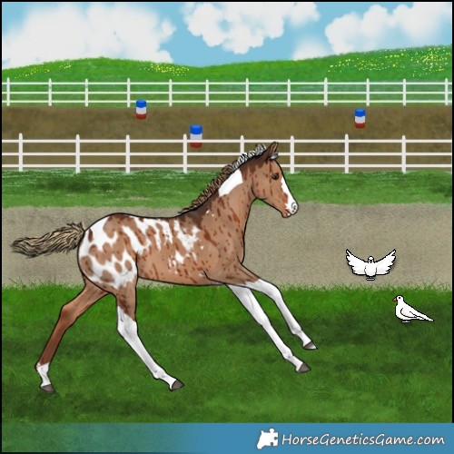 Horse Color:Liver Red Dun Tobiano Appaloosa Brindle 