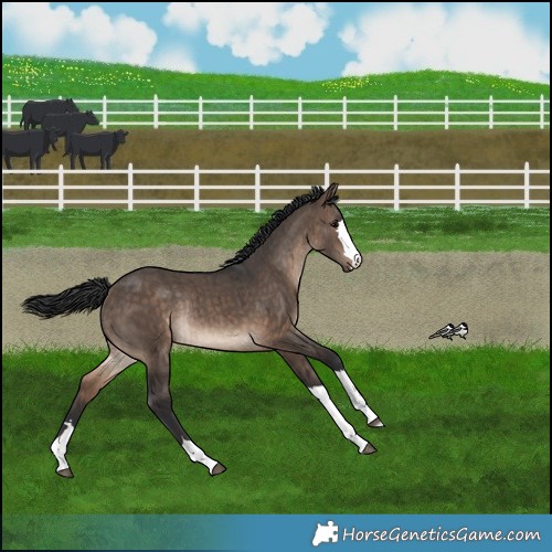 Horse Color:Brown Dun Rabicano Brindle 