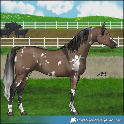 Horse Color:White Spotted Liver Red Dun 