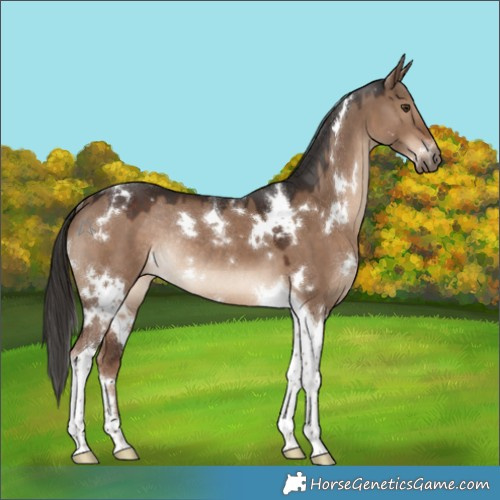 Horse Color:White Spotted Liver Red Dun Tobiano Rabicano 
