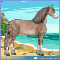 Horse Color:Black Pearl Merle 