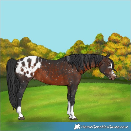 Horse Color:Brown Appaloosa