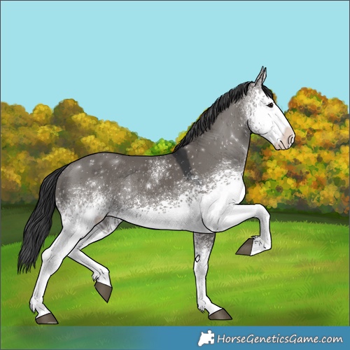 Horse Color:White Spotted Grullo Rabicano 