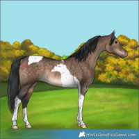 Horse Color:Brown Dun Tobiano Rabicano 