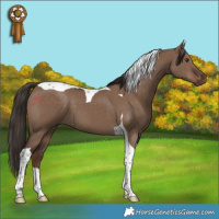 Horse Color:Liver Red Dun Tobiano 