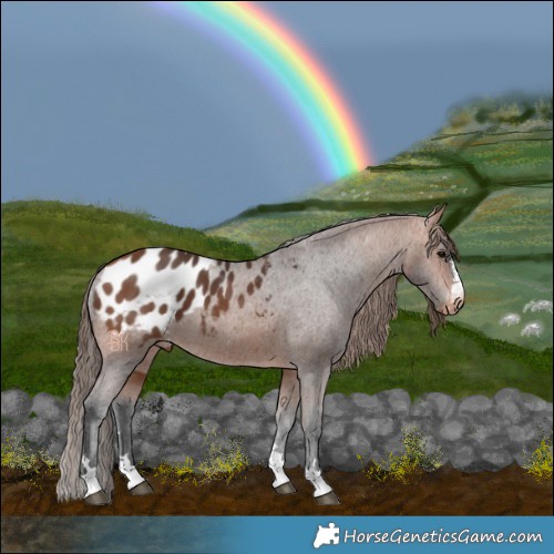 Horse Color:Bay Blanket 