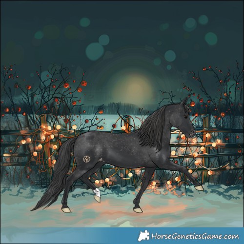 Horse Color:Black Appaloosa 
