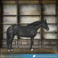 Horse Color:Black Appaloosa 