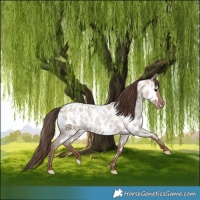 Horse Color:Classic Champagne Roan Near Leopard 