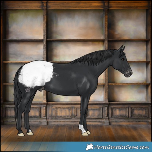 Horse Color:Black Appaloosa 