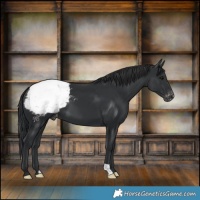 Horse Color:Black Appaloosa