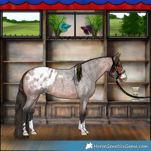 Horse Color:Bay Roan Appaloosa 