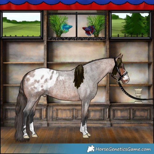 Horse Color:Bay Roan Blanket 