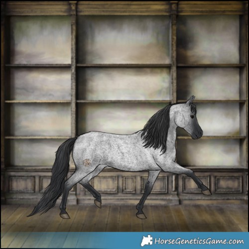 Horse Color:Blue Roan 