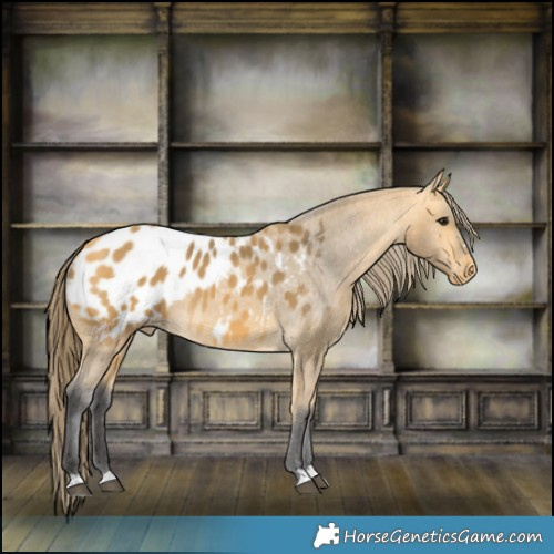 Horse Color:Buckskin Blanket