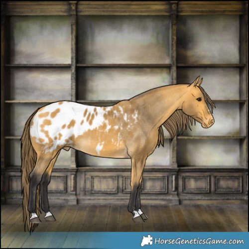 Horse Color:Buckskin Appaloosa 