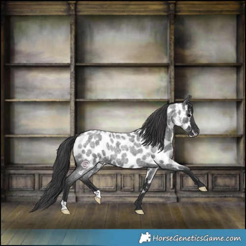 Horse Color:Blue Roan Appaloosa 