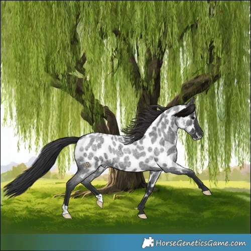 Horse Color:Blue Roan Near Leopard 