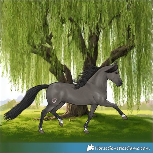 Horse Color:Grullo 