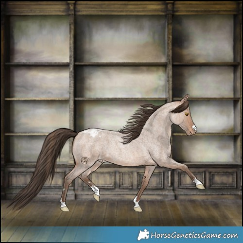 Horse Color:Amber Champagne Roan Varnish 