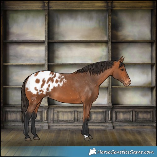 Horse Color:Bay Appaloosa 